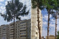 Горожане недовольны обрезкой деревьев во дворе дома Набережная, 58
