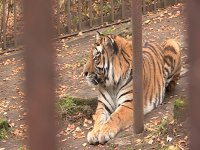 Тигрица Казачка появилась в зеленогорском зоопарке