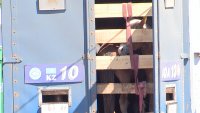 В Заозерном на спецстоянке вторые сутки стоят задержанные фуры с лошадьми