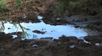 Отходы фермы крупнорогатого скота угрожают загрязнением реки Барги