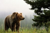 Несколько медведей замечено в лесах вокруг города