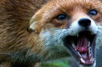 В Новокамале зафиксировано заболевание бешенством дикой лисы