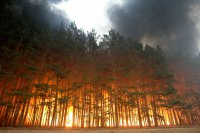 Лесные пожары на территории Красноярского края не представляют угрозы для жителей