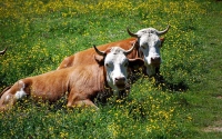 В поселке Октябрьский от поражения электрическим током погибли 4 коровы
