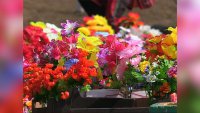 С 13  по 26 апреля в Зеленогорске будет организована ярмарка цветов к «Родительскому дню»