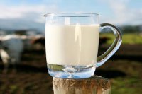 Незаконная торговля сырым молоком выявлена ветеринарной службой