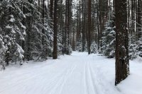 Лыжную трассу готовят к зимнему сезону
