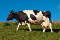 Ветслужба взяла курс на оздоровление коров от лейкоза