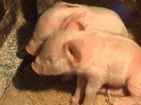 Ветеринары предупреждают о регистрации африканской чумы свиней в Иркутской области