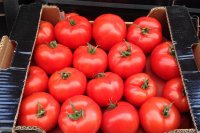 Комбинат благоустройства порадует горожан свежими томатами