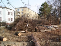 Вырубку старовозрастных деревьев проводит ООО «Стройматериалы»