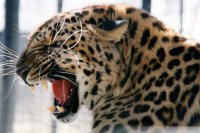 Леопард в зоопарке укусил посетителя