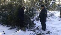Сотрудники горлесхоза и полиции проводят рейды по выявлению «черных лесорубов»