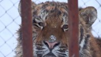 В зеленогорском зоопарке тигрята начали гулять по вольеру без сопровождения тигрицы