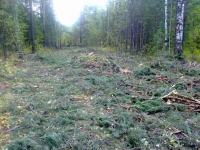 С лесозаготовительной компании взыскали ущерб за захламление территории заозерновского лесничества