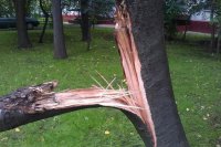 Два дерева не выдержали сильных порывов ветра