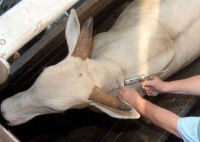Ветеринарная служба проводит обработку крупнорогатого скота от подкожного овода