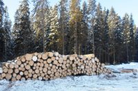 Лишение свободы за незаконные рубки и перевозки лесных насаждений