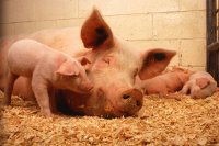 В Красноярском крае отменен карантин по африканской чуме свиней