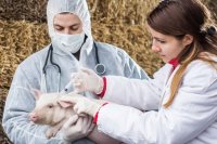 В частных хозяйствах проводят вакцинацию свиней