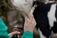 Бесплатная вакцинация против бешенства крупного и мелкого рогатого скота