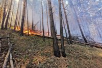 В СУФПС -19 проводится проверка по факту возгорания в лесу в районе водонапорной башни