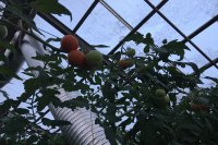 В текущем году в оранжерее КБУ намерены уменьшить производство томатов.