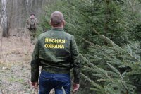 Житель Заозерного причинил ущерб лесам на миллион рублей