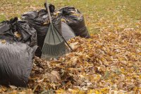 Убирать листья с газонов города Комбинат благоустройства будет до конца октября