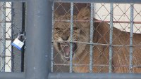 В зоопарке появился новый обитатель семейства кошачьих:  молодая львица по кличке Николь