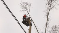 Рабочие КБУ завершают работы по вырубке старых и опасных деревьев