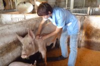 Началась традиционная профилактика инфекционных заболеваний среди свиней