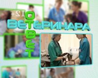 Ответ ветеринара 15.06.2016