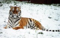 В зоопарке стойко переносит морозы лишь амурский тигр