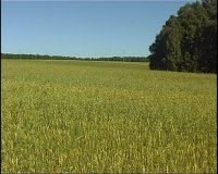 Зеленогорские аграрии заготовили треть ежегодной нормы сена