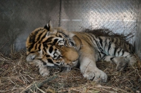 В зоосаде умер тигр. Почти 20-летнее животное долго болело