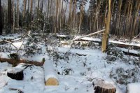 Горлесхоз заключал договоры купли-продажи лесных насаждений с нарушениями