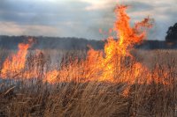 Зафиксированы первые поджоги травы