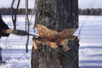 В Зеленогорске незаконной добычи леса не выявлено
