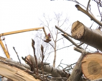 Сотрудники цеха озеленения КБУ по договору с 23-им д/с спилили старые деревья на прилегающей к учреждению территории
