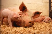 Зеленогорцы стали меньше проявлять интереса к частному свиноводству