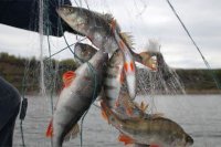 Правила отлова рыбы нарушаются все чаще