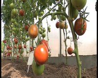 Пора прищипывать макушки помидоров, советуют профессиональные огородники