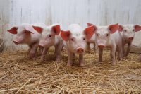Нарушения правил содержания свиней на садовом участке выявила ветеринарная служба