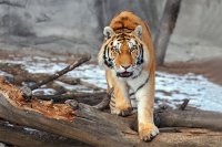 В зоопарк планируют привезти еще одну тигрицу