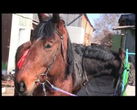 Двенадцатилетняя школьница стала жертвой неадекватного поведения коня