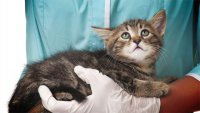 Ветеринарные врачи отмечают всплеск инфекционных заболеваний среди кошек