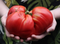 Предпринимателей приглашают поучаствовать в «Дне Минусинского помидора»