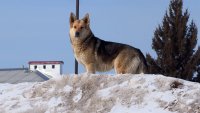 Организация для отлова бездомных животных в Зеленогорске пока не определена