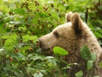 В районе Красноярской ГРЭС-2 появился медведь